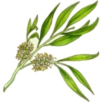 Health Benefits of Tea Tree Essential Oil - Melaleuca Alternifolia